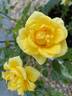 Sun Sprinkles ™ rose photo