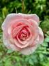 Jean Kenneally rose photo