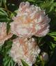 James Pillow peony photo