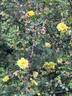 Persiana rose photo