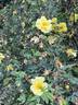 Persiana rose photo