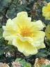 Persiana rose photo