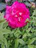 Bolshoï rose photo