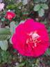 Bolshoï rose photo