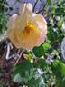 The Lark Ascending rose photo