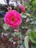 Amica rose photo