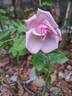 Blossomtime rose photo
