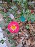 Charmant ™ rose photo