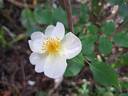 Kew Gardens rose photo