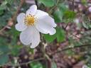Kew Gardens rose photo