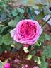 Pretty Jessica rose photo