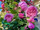 Pretty Jessica rose photo