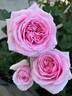 Pretty Jessica rose photo