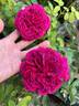 William Shakespeare 2000 ™ rose photo