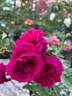 William Shakespeare 2000 ™ rose photo