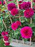 Prospero ® rose photo