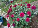 Prospero ® rose photo