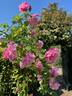 Madame Grégoire Staechelin rose photo