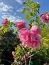 Madame Grégoire Staechelin rose photo