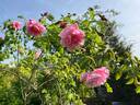 Madame Grégoire Staechelin rose photo