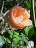 Guillot no. 1 rose photo