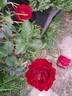 Bordeaux rose photo