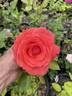 America rose photo