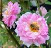 Pink Poodle rose photo
