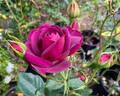 Celestial Night ™ rose photo