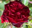 Rosemantic Red rose photo