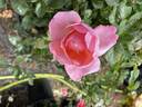 Flora Colonia rose photo