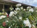 Grace Seward rose photo