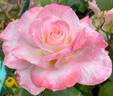 Secret ™ rose photo
