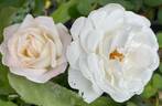 Pearlescent ™ rose photo