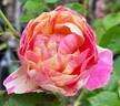 Peppermint Parfait rose photo