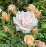 Jean Kenneally rose photo