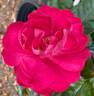 Party Hardy rose photo