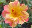 Striking rose photo