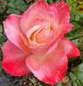 Tan Cho rose photo
