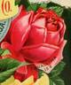 Corallina rose photo