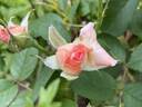 Beautiful Dreamer rose photo