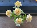 Amelia Earhart rose photo