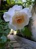 Kosmos ® Fairy Tale rose photo