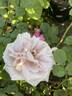 Ash Wednesday rose photo