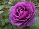 Minerva rose photo
