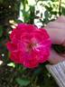 Dian rose photo