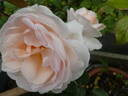 Caroline's Heart rose photo