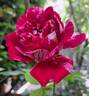 Berthe Morisot rose photo