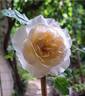 Kosmos ® Fairy Tale rose photo