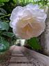 Kosmos ® Fairy Tale rose photo